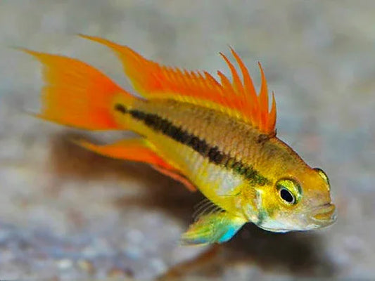 APISTOGRAMMA CACATUOIDES ORANGE 3-4CM