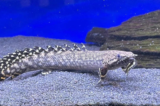 POLYPTERUS ORNATIPINNIS 5-6CM
