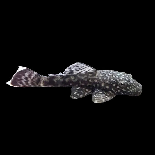 ANCISTRUS SP.4-5CM