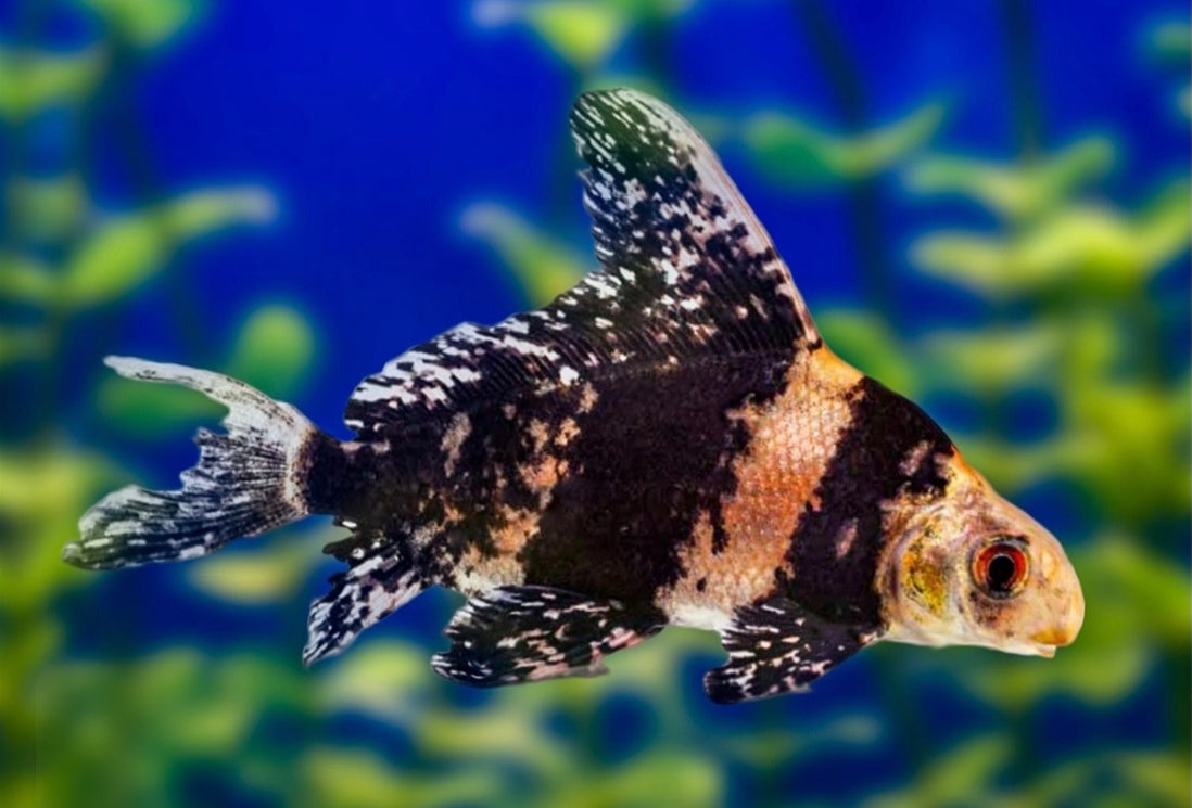 MYXOCYPRINUS ASIATICUS (EMPEREUR DE CHINE) 5.5-6.5CM