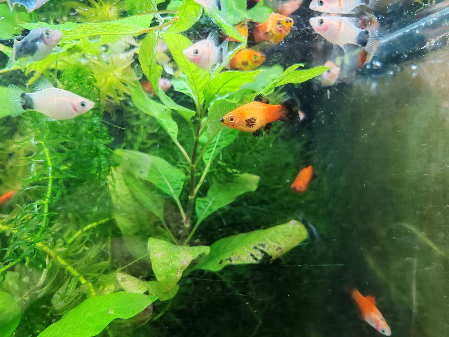 XIPHOPHORUS MACULATUS MIX 2.5-3CM