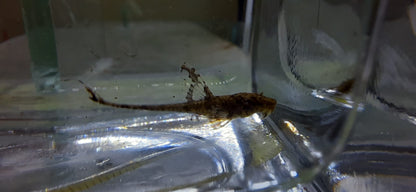 LORICARIA FILAMENTOSA 6-8cm