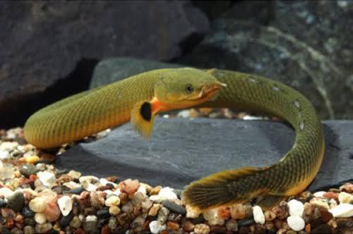 ERPETOICHTHYS CALABARICUS 12-15CM