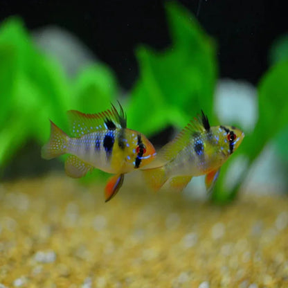 MIKROGEOPHAGUS RAMIREZI 3-3.5CM