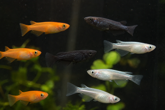 Oryzias latipes Assorti (orange, noir, platinium)