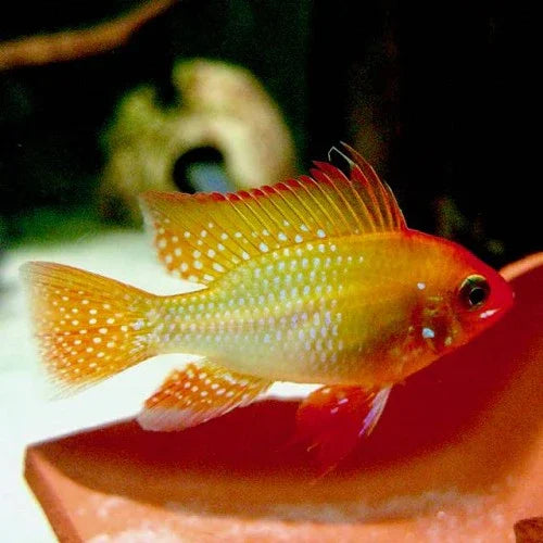 MIKROGEOPHAGUS RAMIREZI GOLD 3.5-4CM
