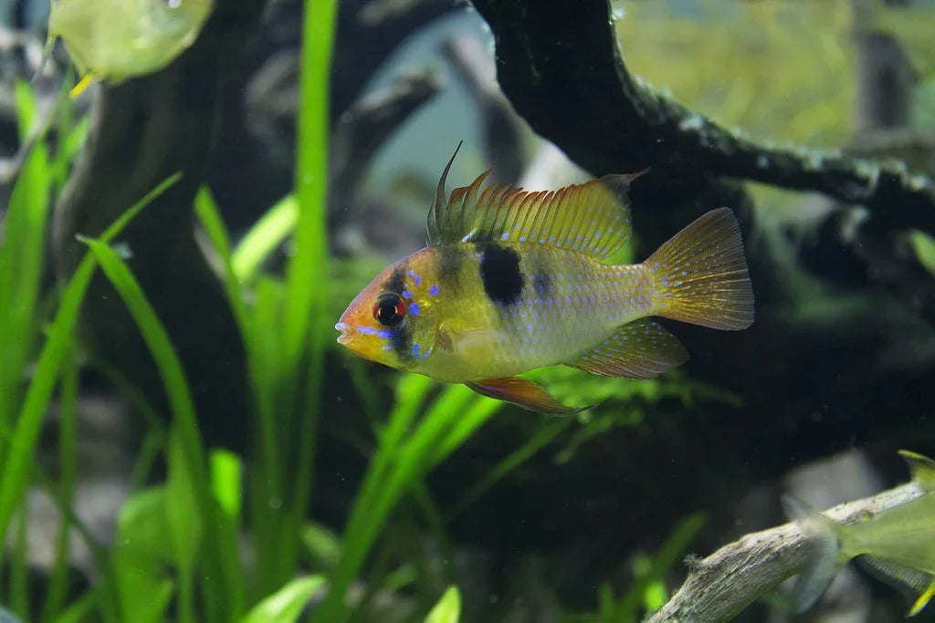 MIKROGEOPHAGUS RAMIREZI 4.5-5CM
