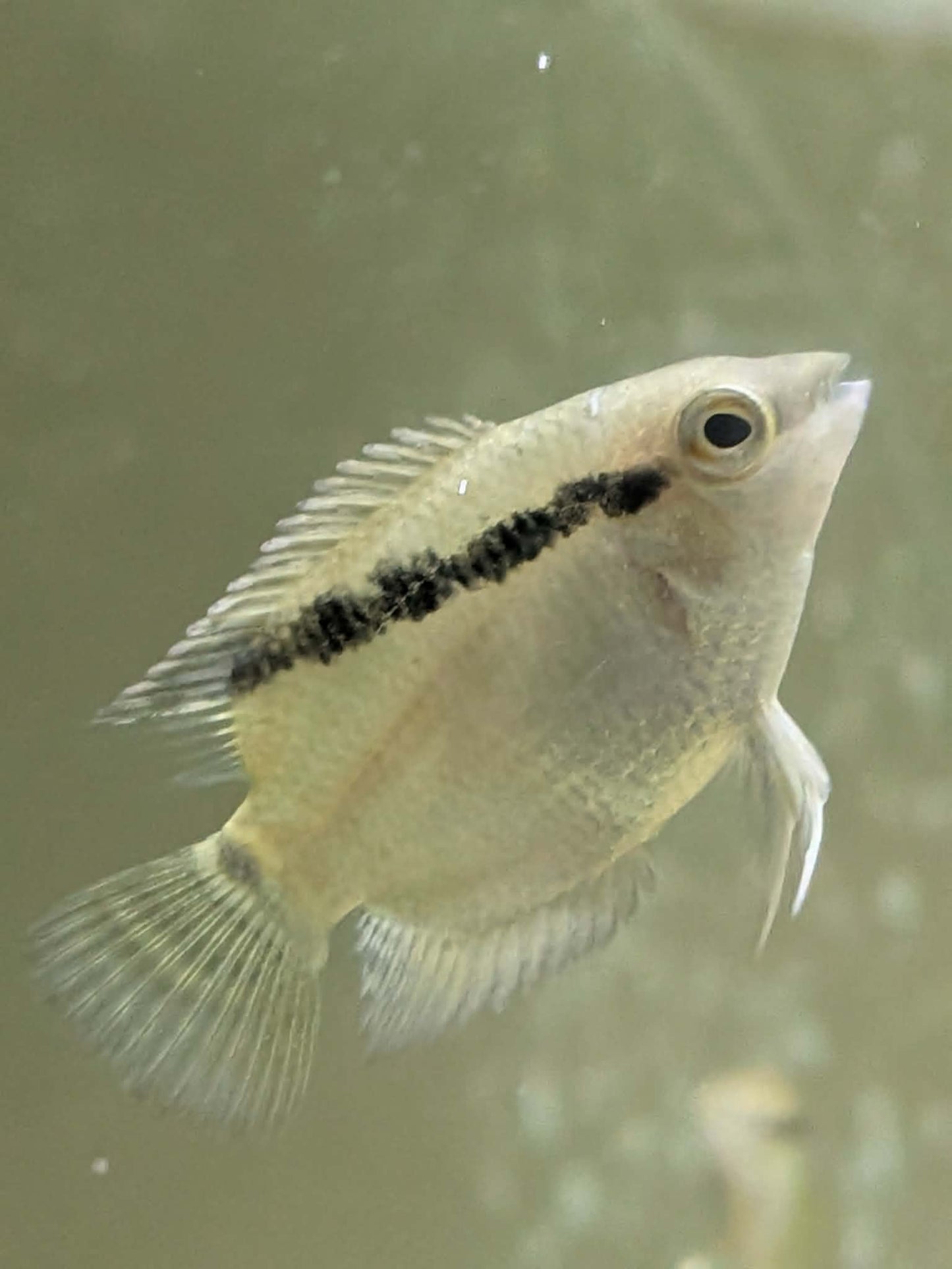 Mesonauta Festivus 3-4cm éleveur français