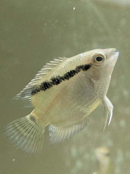 Mesonauta Festivus 3-4cm éleveur français