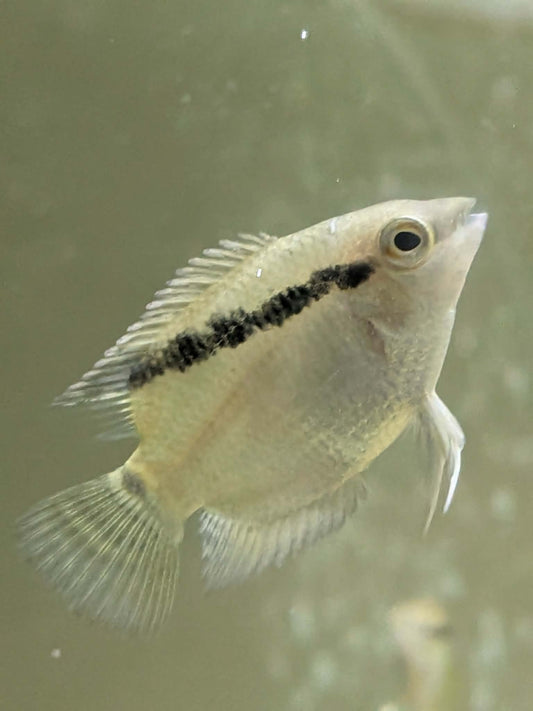 Mesonauta Festivus 3-4cm éleveur français