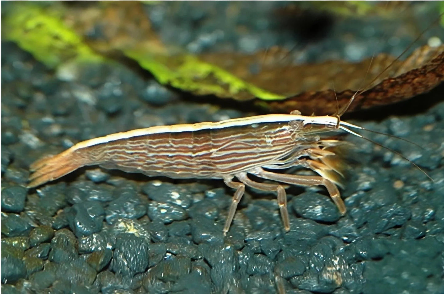 ATYOPSIS MOLUCCENSIS 4-6CM