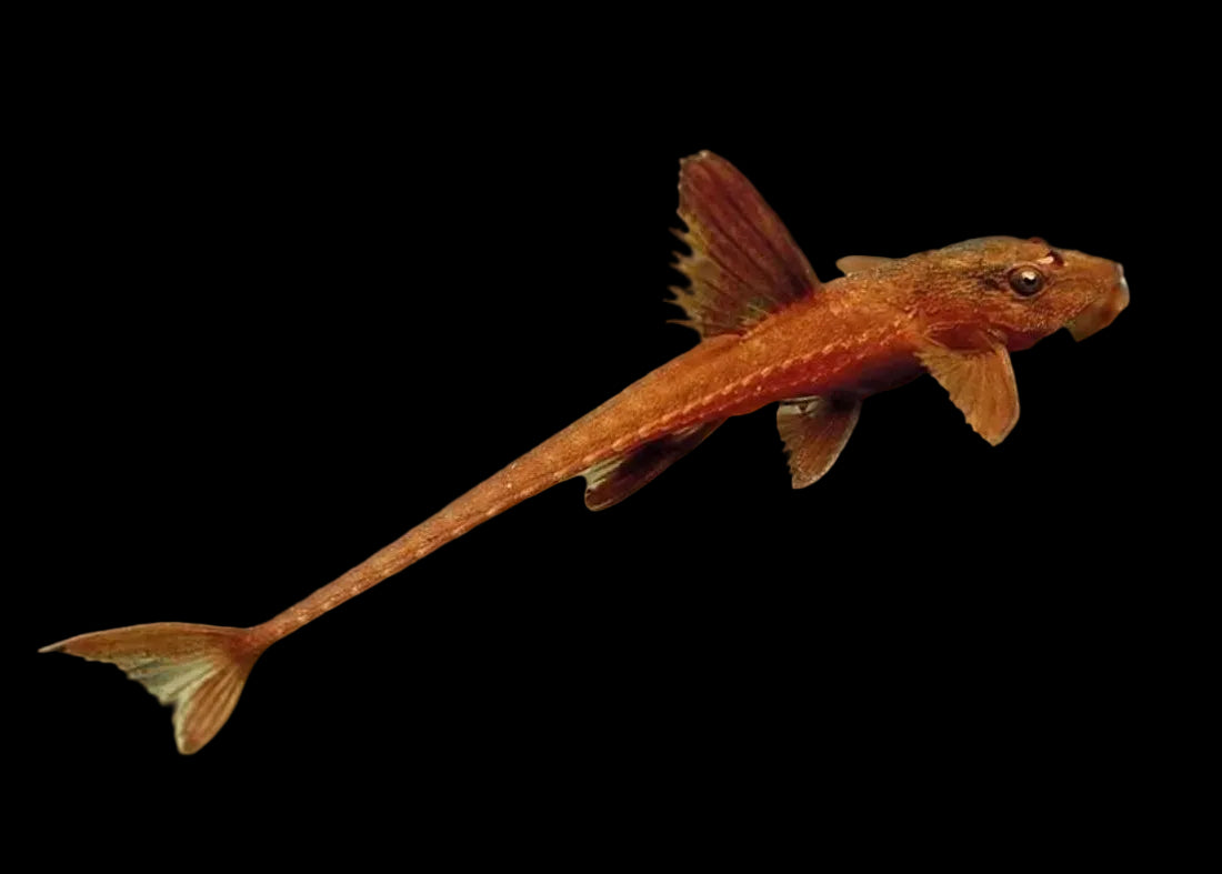 RINELORICARIA LANCEOLATA RED 4.5-5.5CM