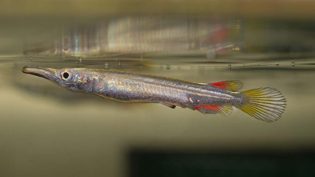 DERMOGENYS PUSILLA BOREALIS GOLD 2-3CM
