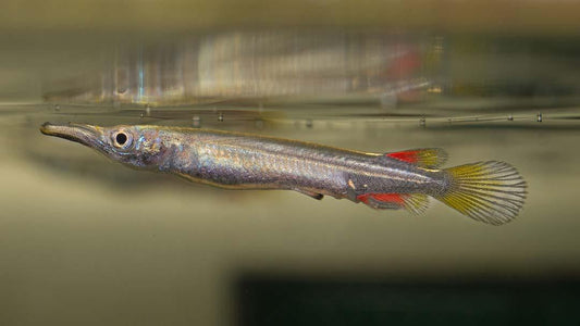 DERMOGENYS PUSILLA BOREALIS GOLD 2-3CM