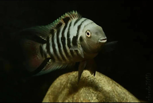 AMATITLANIA NIGROFASCIATA 3.5-4CM