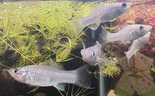 POECILIA VELIFERA SILVER LYRETAIL 4-5CM