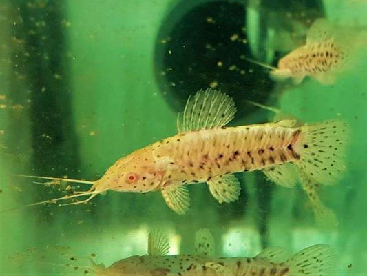 Megalechis (Hoplosternum) thoracata albinos (4-5cm)