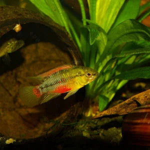 APISTOGRAMMA HONGSLOI RED 3-4CM