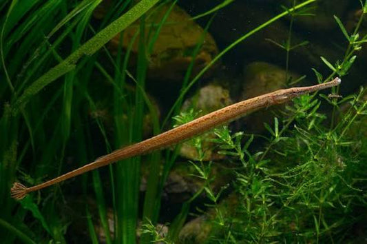 MICROPHIS BRACHYURUS 10-12CM