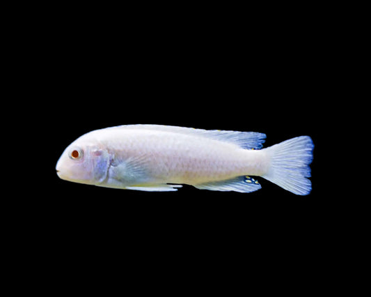PSEUDOTROPHEUS SOCOLOFI WHITE 2-3CM