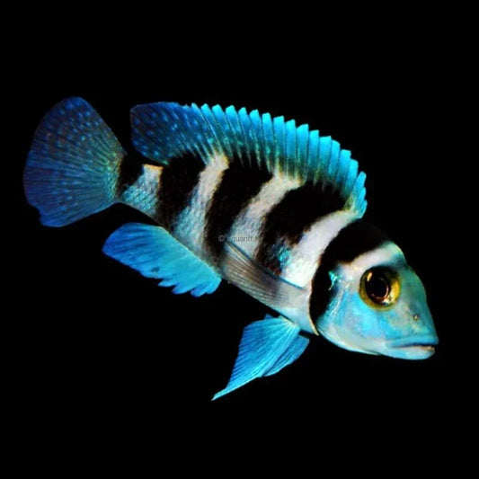LAMPROLOGUS TRETOCEPHALUS 3.5-4CM