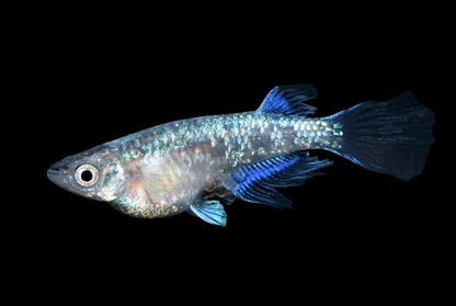 MEDAKA MIYUKI LONGFIN 2.7-3 CM