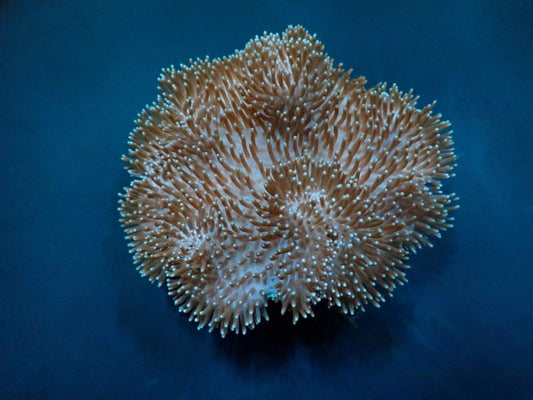 Sarcophyton spp.